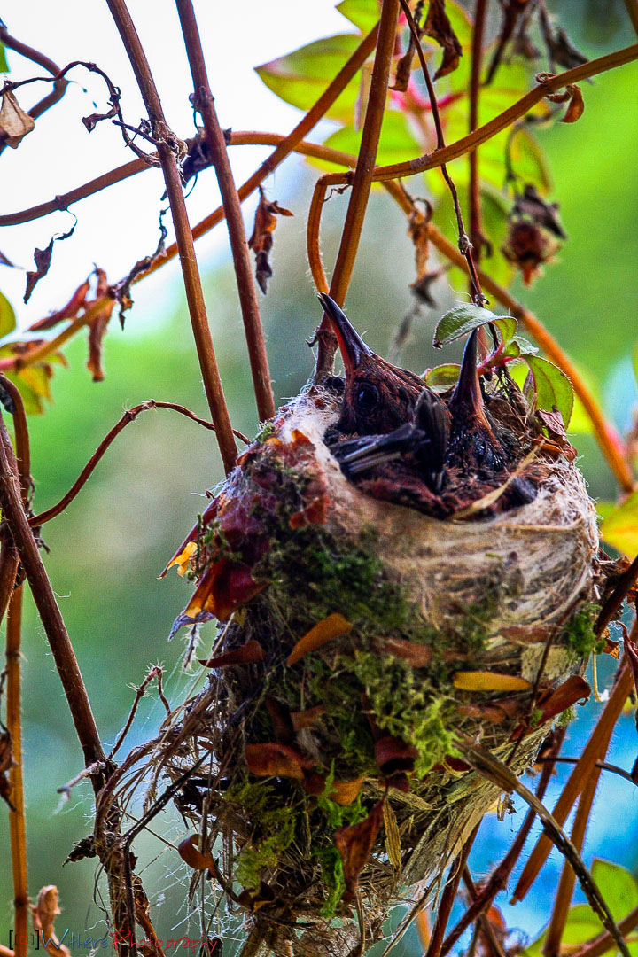 Baru-Hummingbird-Nest.jpg