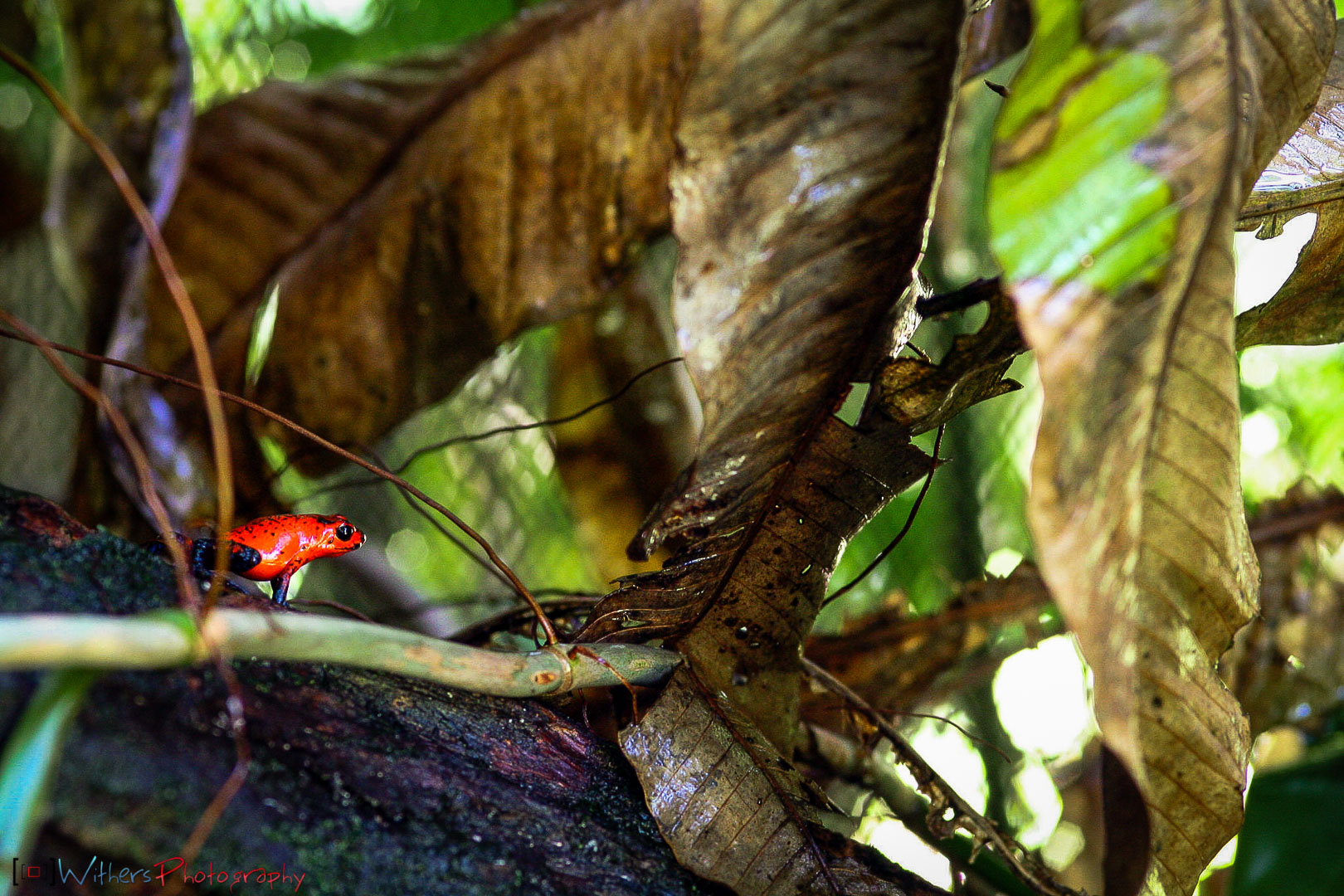 Baru-Poison-Dart-Frog-III.jpg