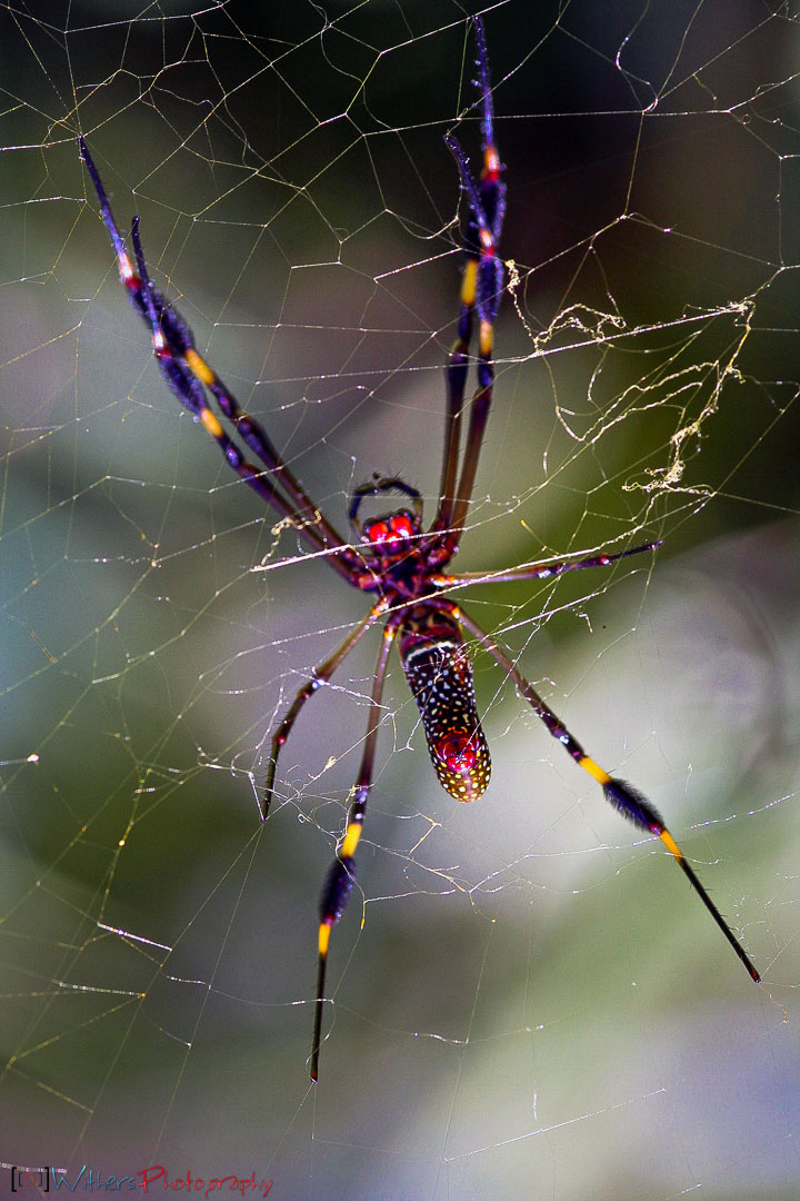 Baru-Spider-I.jpg