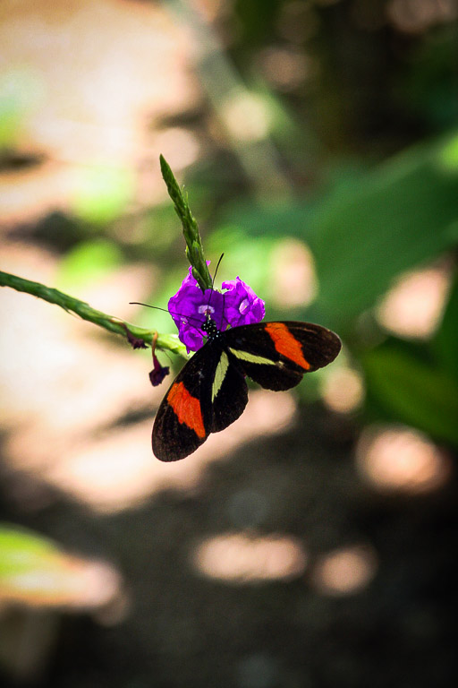 Baru-Butterfly-II.jpg