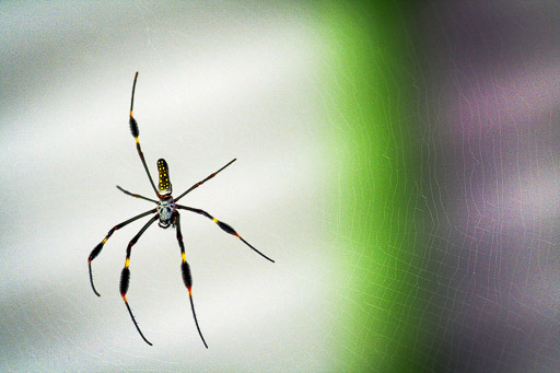 Baru-Spider-II.jpg