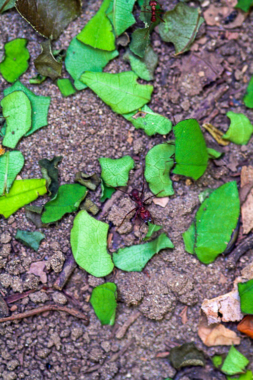 Leaf-Cutter-Ants.jpg