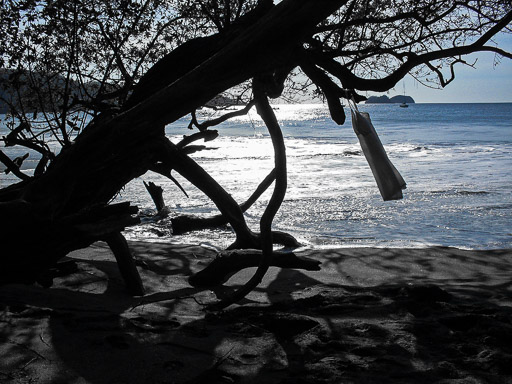 Playa-Hermosa-Tree.jpg