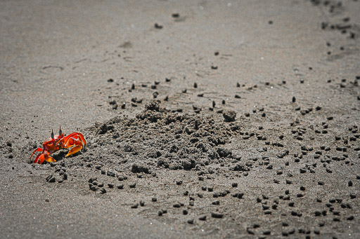 Playa-Tortuga-Crab.jpg